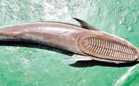 ఇదేం చేపయ్యా.. ఇంత టాలెంటెడ్‌గా ఉంది?