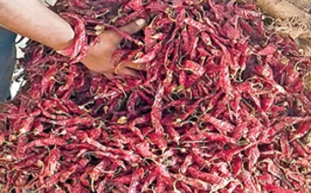 మిర్చి మిలమిల-పెరుగుతున్న ధరలు