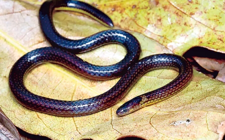 మిజోరంలో కొత్తరకం రెల్లుజాతి పాము