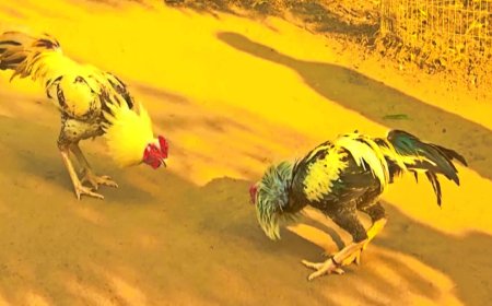 పందెం కోళ్లను బరిలో దింపడానికీ ఓ లెక్కుంది - అదే కుక్కుట శాస్త్రం