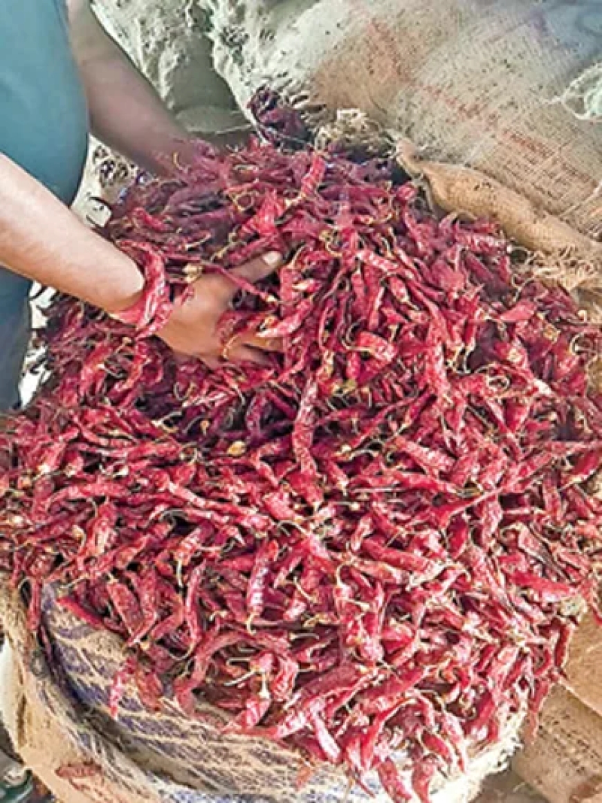 మిర్చి మిలమిల-పెరుగుతున్న ధరలు