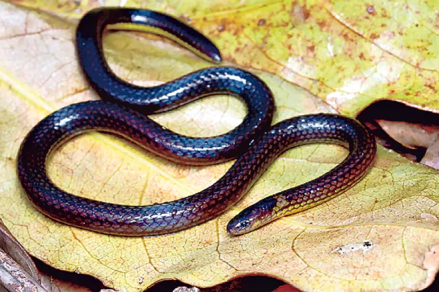 మిజోరంలో కొత్తరకం రెల్లుజాతి పాము