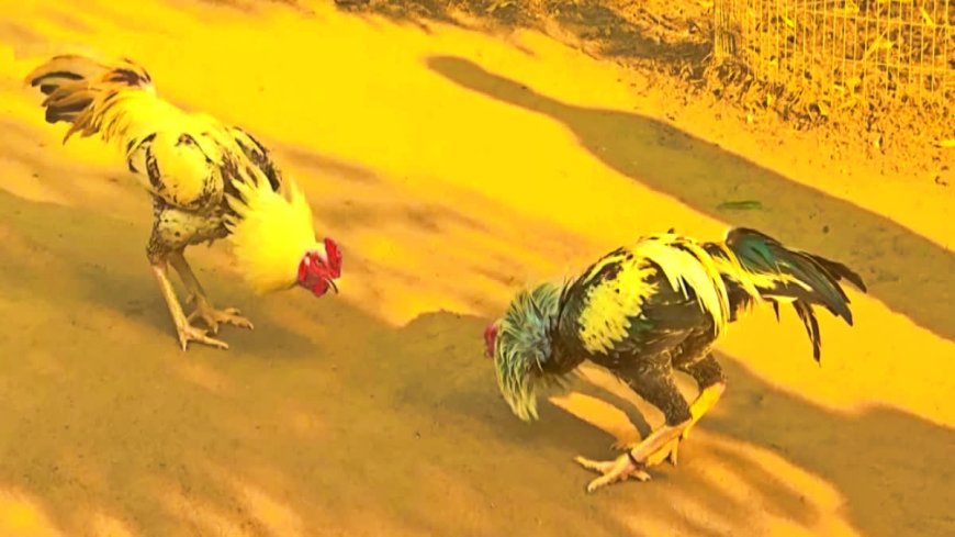 పందెం కోళ్లను బరిలో దింపడానికీ ఓ లెక్కుంది - అదే కుక్కుట శాస్త్రం