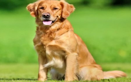 దారపు ఉండ, సూది మింగింది - ప్రాణాల మీదికి తెచ్చుకుంది